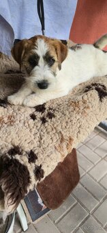 Jack Russell terrier - 6