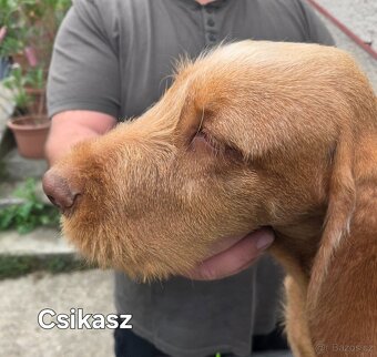 Maďarský drôtosrstý stavač-ohař - 6