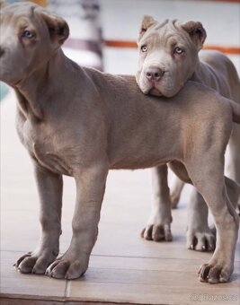 BANDOG, cane corso, doga, pitbull - 6