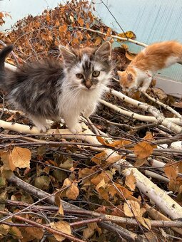 Darujeme naše umazlence :) - 6