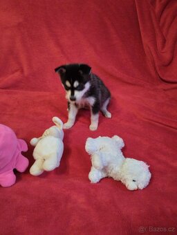 Aljašský Klee kai - 6