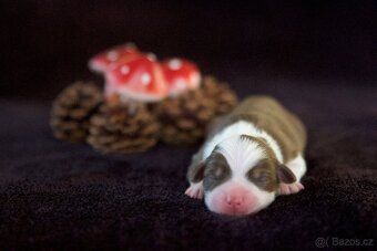 Miniaturní americký ovčák s PP (FCI) - 6