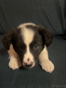 Štěňátka kříženci border kolie - 6