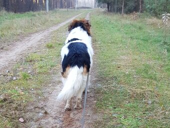 BASTY K ADOPCI - milý vděčný mazel, vhodný k dětem - 6