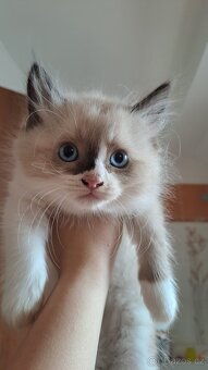 Koťátka Ragdoll - 6