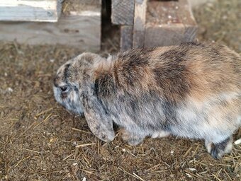 Prodám zakrslého beránka - samičku - 6