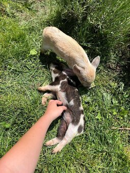 Prodej selátek Kune Kune - 6