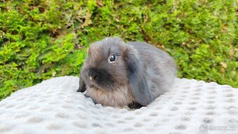 Zakrslý beránek, králíček, králík - PATRIK - 6