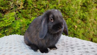 Zakrslý beránek, králíček, králík-PIPER - 6