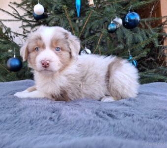 Australský ovčák s PP - 6