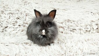 Zakrslý králík, králíček - HOLLY - 6