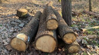 Dubová kulatina - 6