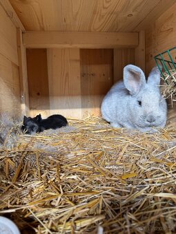 Spěcha-Prodám králíkárnu - 6