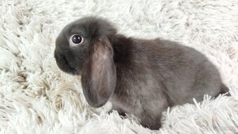 Zakrslý beránek, králíček, králík - DAN - 6