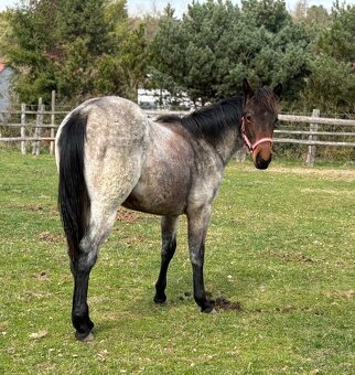 Roční klisna QH barvy Bay Roan - 6