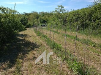 Křepice u Hustopečí – mladá vinice 2 199 m2 – vinice - 6