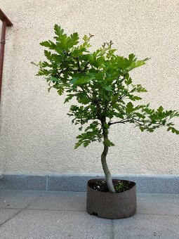 Bonsai, Bonsaj, jamadori, hloh - 6