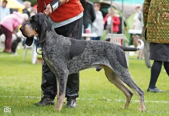 Velký gaskonský pes s PP FCI jako bracco italiano bloodhound - 6