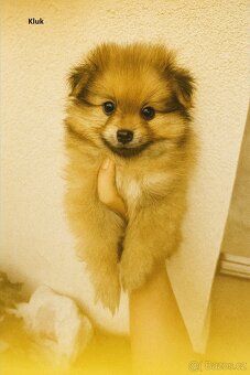 Štěňátka - Pomeranian - 6