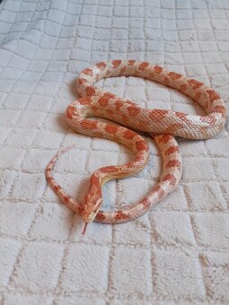 Užovky červené, krajta královská - 6