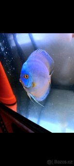 Terčovce terčovci terčovců discus terčovec - 6