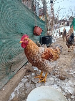 Bielefeldka rodobarvá velká - 6