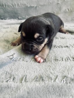 American Bully Pocket- Standart - 6