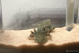 Axolotl od chovatele - axolotly.cz - 6