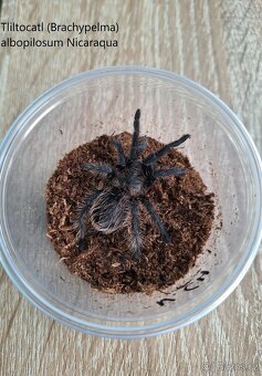Sklípkani: Acanthoscurria, Brachypelmy, Lasiodora, Nhandu - 6