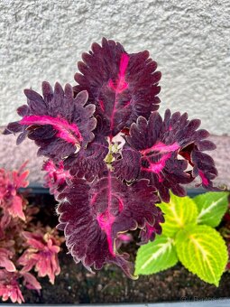 Africké kopřivy - 6