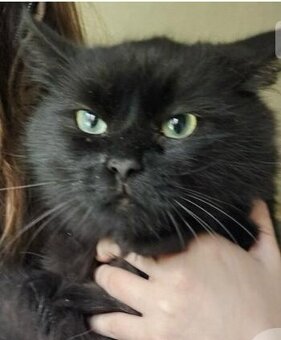 Sibiřská kočka - koťata 🐈 - 6