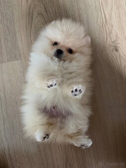 Pomeranian mini - 6