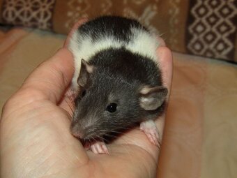 Dumbo, rex - mláďata potkánků s výpisem předků - 6