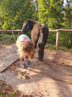 Pony valach, 15 let - 6