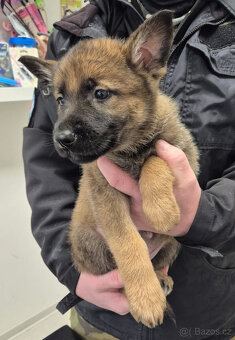 ŠTĚNĚ NĚMECKÝ OVČÁK - 6