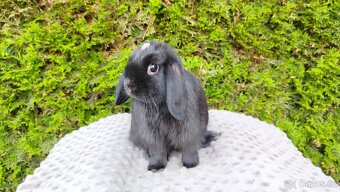 Zakrslý beránek, králíček, králík - ELLA - 6