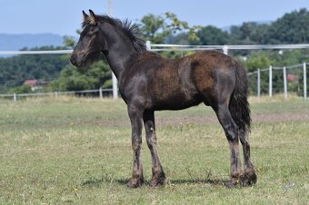 Pasha - hřebeček fellský pony x fríský kůň - 6
