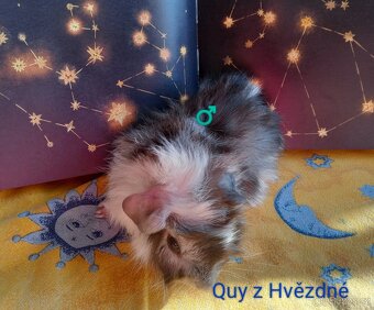 Morčátko CHS Z Hvězdné Liberec - 6