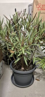 2× VZROSTLÝ OLEANDR cca 105 cm - 6