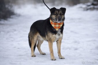 Erbo hledá domov - 6