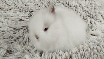 Zakrslý králík, králíček-(TEDDY)-HEIDY - 6