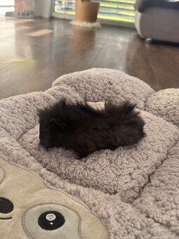 Darujeme mláďata morčat - 6