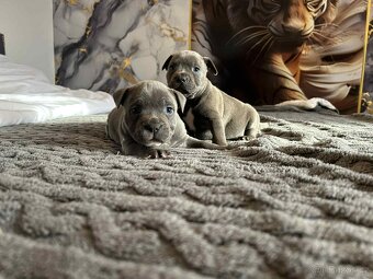 Stafordšírský bulteriér - 6