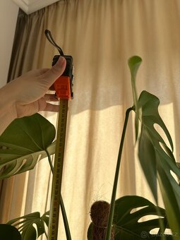 Prodám - Monstera 120 cm - 6