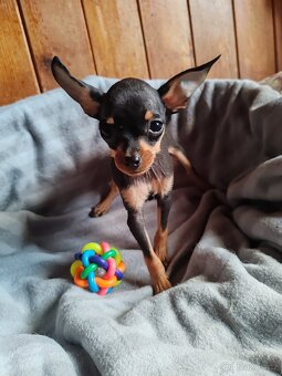 Pražský krysařík - štěňátka - 6