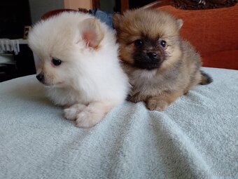 Pomeranian špic - 6