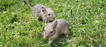 Osmák degu - 6