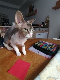 Kanadský sphynx - 6