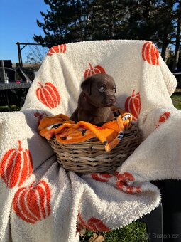 Labradorský retrívr s PP- kluci čokoládová - 6