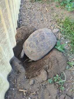 Suchozemské želvy - vlastní odchov 2025 - 6